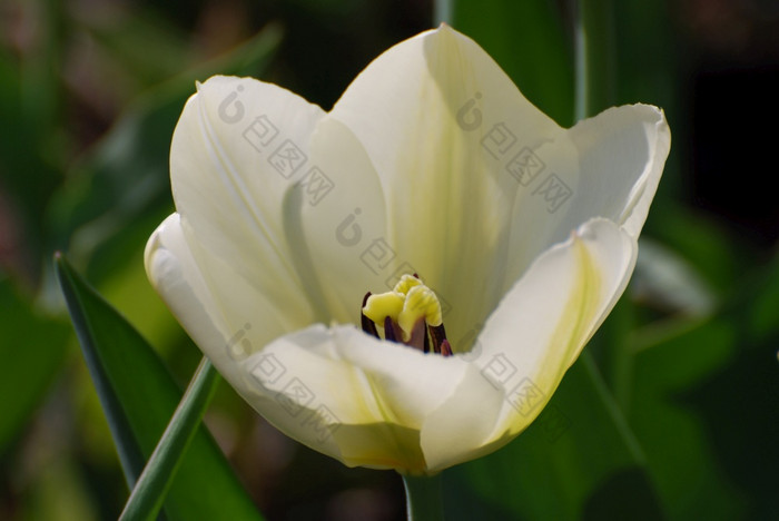 漂亮的完美的白色郁金香花开花花园