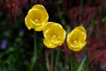 郁金香花园与三人组开花黄色的郁金香盛开的