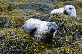 两个港海豹休息床上海藻
