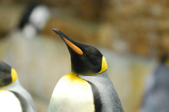 华丽的引人注目的着色<strong>王</strong>penguing持有他的嘴高