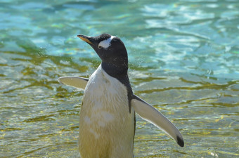 Gentoo<strong>企鹅</strong>轻轻摇晃水从他的羽毛