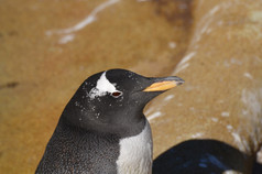 Gentoo企鹅与橙色条纹他的嘴