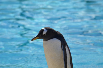 池水与Gentoo<strong>企鹅</strong>站前面