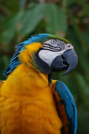 蓝色的和黄色的鸟与模式周围他的眼睛