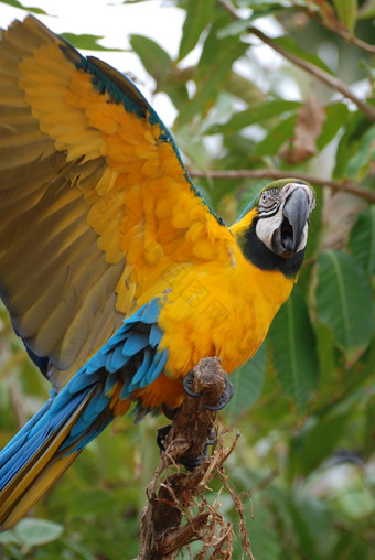令人惊异的蓝色的和黄金金刚<strong>鹦鹉</strong>与他的翅膀扩展