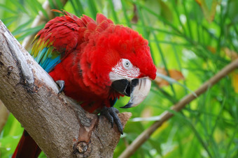 美丽的朱红色金刚鹦鹉鸟坐着热带树