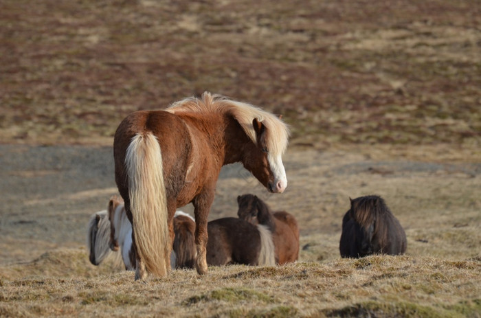 群冰岛马放牧场图片