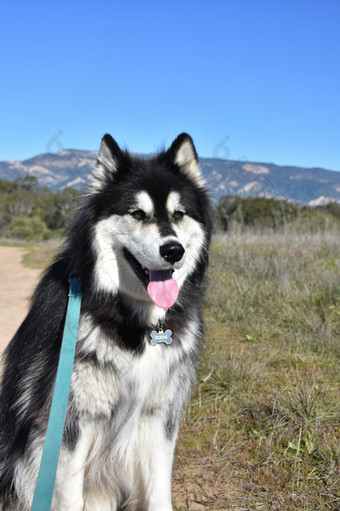美丽的阿拉斯加雪橇犬狗与美丽的背景