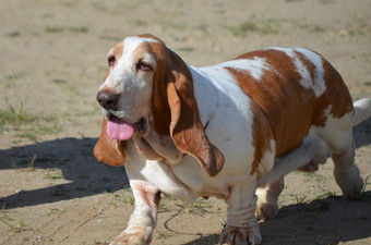 大巴塞特猎犬狗与非常长耳朵