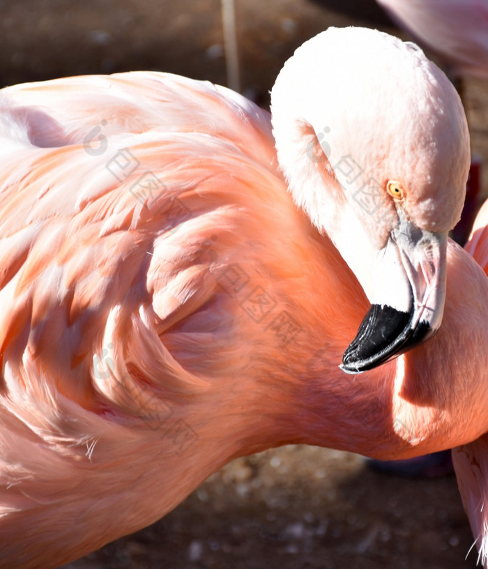 有吸引力的粉红色的火烈鸟鸟与他的脖子你