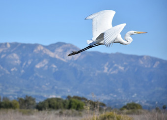 美丽的伟大的白鹭鸟flyng南部加州