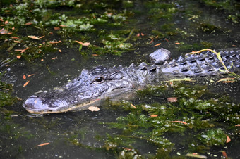 短吻鳄非常浅沼泽水域南部路易斯安那州