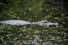 令人惊异的鳄鱼的南部路易斯安那州河口