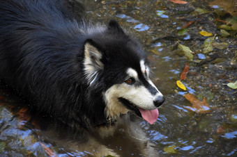 西伯利亚沙哑的狗涉水浅水和冷却从