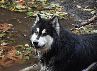 沉闷的湿阿鲁斯基狗与甜蜜的表达式