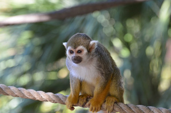 真的可爱的年轻的松鼠猴子坐着绳子