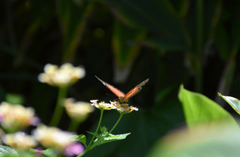 花园与<strong>草</strong>蜻蛉<strong>蝴蝶</strong>与翅膀开放