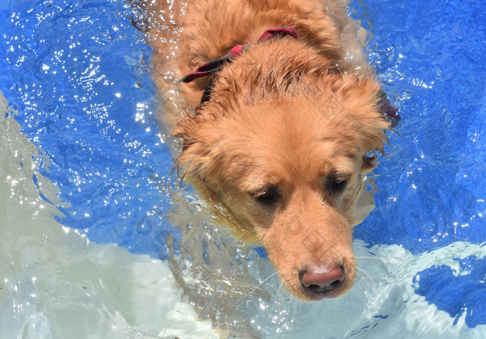 收费寻回犬狗开始爬出游泳池