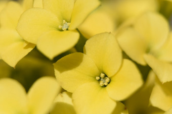 查看成的中心黄色的花开花