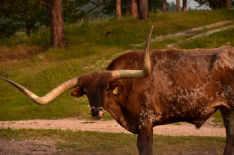 棕色（的）长角牛引导舔他的鼻子与他的舌头而场