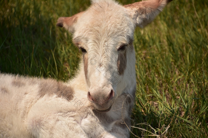 甜蜜的白色婴儿驴子与他的耳朵固定回来