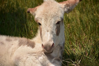 甜蜜的白色婴儿驴子与他的耳朵固定回来