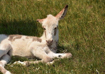 休息可爱的发现了白色婴儿驴子场