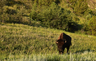 令人惊异的棕色（的）野牛蜿蜒曲折的通过郁郁葱葱的草地南达科他