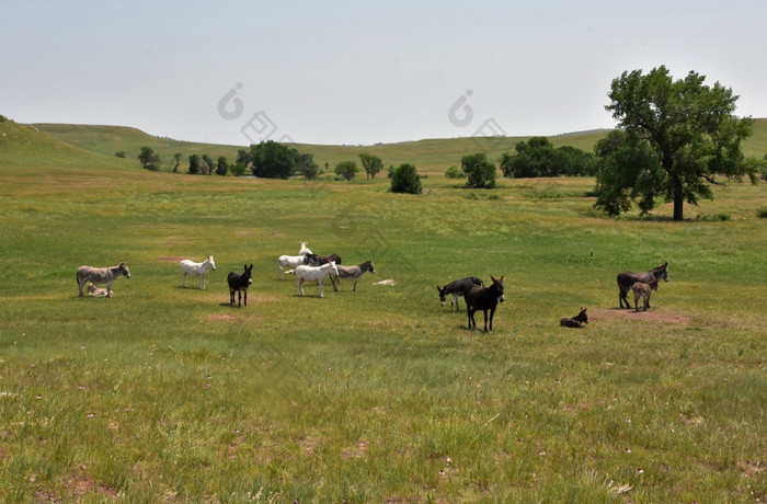 甜蜜的群驴站在一起谷
