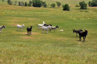 小群野生驴子草场