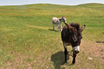 可爱的驴子走在大草场