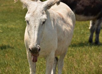 草场与白色驴子坚持他的舌头出
