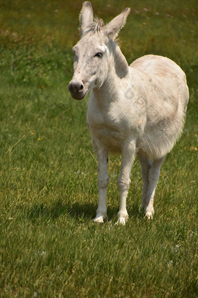 可爱的白色驴站大草草地
