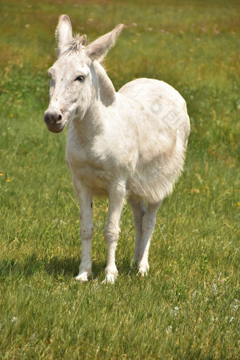 可爱的孤独的白色驴子站大草地