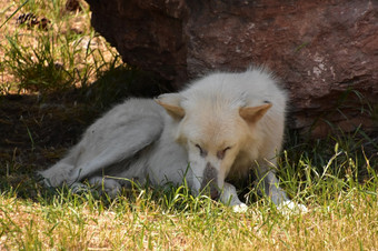 北极狼休息的阴影博尔德的夏天