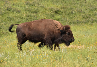 美国野牛漫游和蜿蜒曲折的大草地北达科他