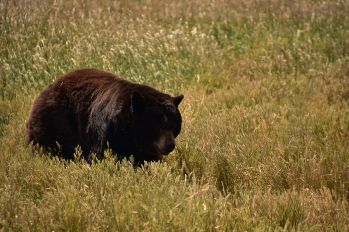 神奇的大黑色的熊有场与长草