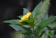 开花黄色的开花日益增长的花园的春天