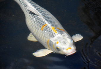明亮的白色锦 鲤鱼与小斑点橙色下的水