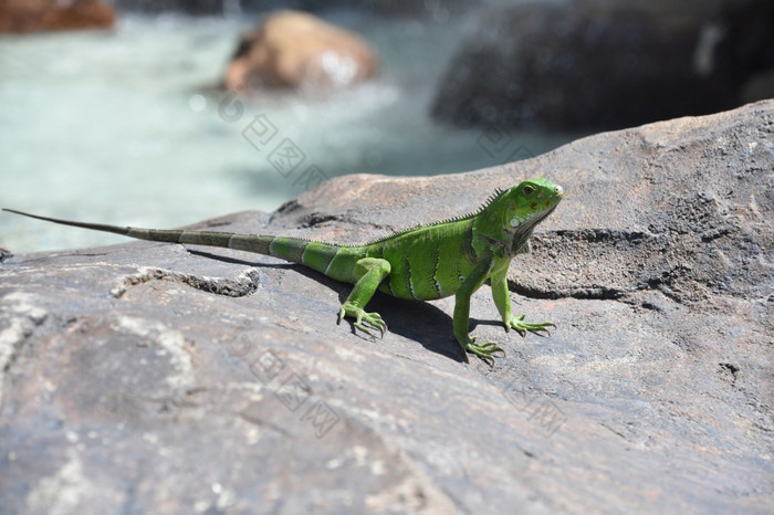 绿色鬣蜥蜥蜴晒干岩石的温暖的阳光