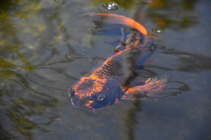 橙色和黑色的锦 鲤鱼游泳水下Zen池塘