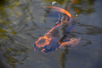 橙色和黑色的锦 鲤鱼游泳水下Zen池塘