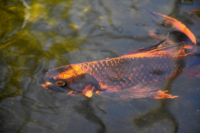 才华横溢的明亮的橙色和黑色的锦 鲤鱼游泳Zen池塘