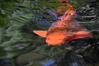 水荡漾以上游泳橙色和黑色的锦 鲤鱼