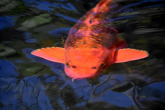 才华横溢的黑暗橙色和黑色的按比例缩小的锦 鲤鱼游泳池塘