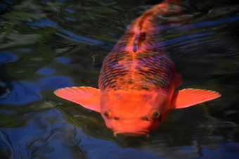 <strong>才华</strong>横溢的明亮的橙色和黑色的锦 鲤鱼游泳沿着水下