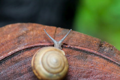 蜗牛爬行松树树桩泰国