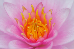 粉红色的莲花花泰国