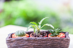 小仙人掌花锅与咖啡豆自然