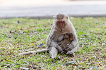 妈妈。<strong>猴子</strong>和婴儿<strong>猴子</strong>睡觉的草坪上
